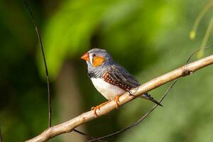 Zebra Finch wild in Australia photo