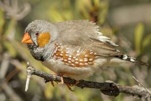 Zebra Finch wild in Australia photo