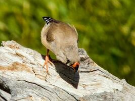 Zebra Finch wild in Australia photo