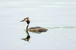 Australasian Crested Grebe photo