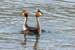 Australasian Crested Grebe photo