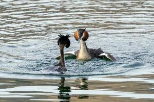 Australasian Crested Grebe photo