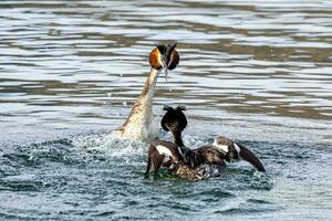 Australasian Crested Grebe photo