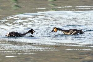 Australasian Crested Grebe photo