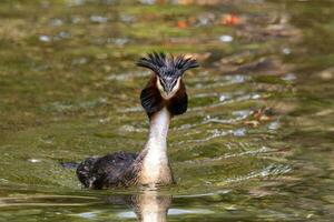 Australasian Crested Grebe photo