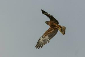 Australasian Harrier in New Zealand photo