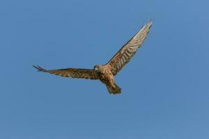 Australasian Harrier in New Zealand photo