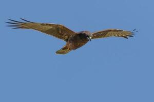 Australasian Harrier in New Zealand photo