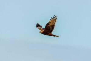 Australasian Harrier in New Zealand photo