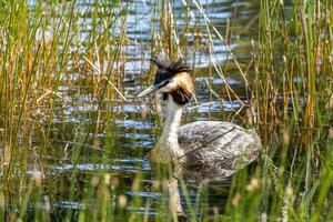 Australasian Crested Grebe photo