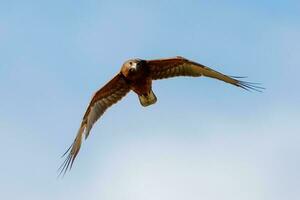 Australasian Harrier in New Zealand photo