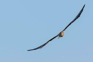 Australasian Harrier in New Zealand photo