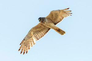 Australasian Harrier in New Zealand photo