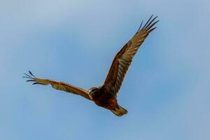 Australasian Harrier in New Zealand photo