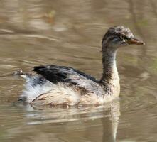 Australian Grebe in Australia photo