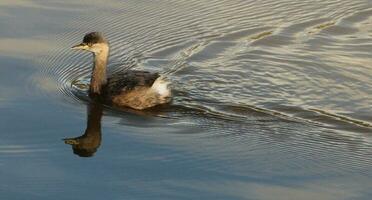 Australian Grebe in Australia photo