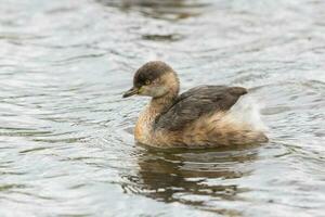 Australian Grebe in Australia photo