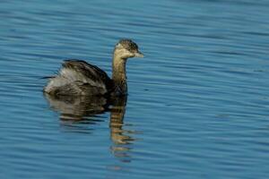 Australian Grebe in Australia photo