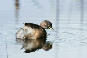 Australian Grebe in Australia photo