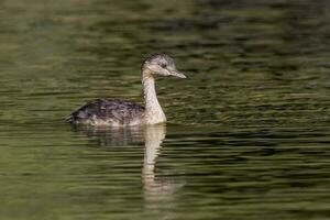 Australian Grebe in Australia photo