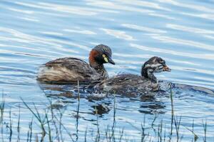 Australian Grebe in Australasia photo