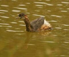 Australian Grebe in Australasia photo