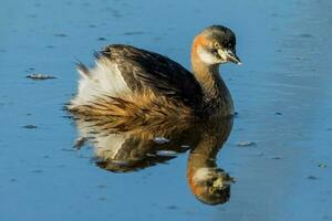 Australian Grebe in Australasia photo