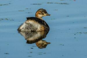 Australian Grebe in Australasia photo