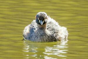 Australian Grebe in Australasia photo