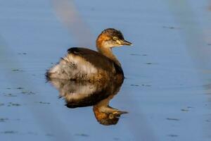 Australian Grebe in Australasia photo