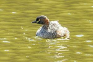 Australian Grebe in Australasia photo