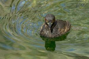 Australian Grebe in Australasia photo