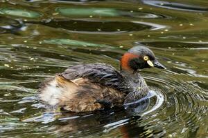 Australian Grebe in Australasia photo