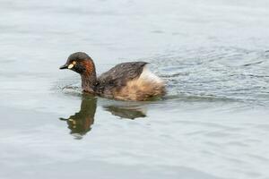 Australian Grebe in Australasia photo