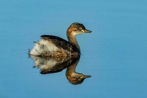 Australian Grebe in Australasia photo