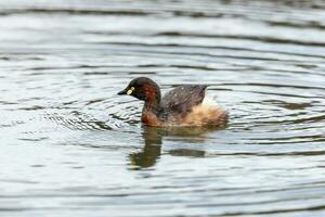 Australian Grebe in Australasia photo