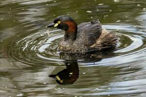 Australian Grebe in Australasia photo