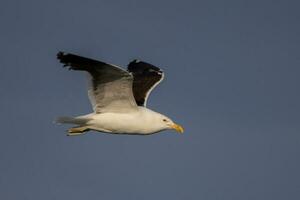 lomo negro gaviota en nuevo Zelanda foto