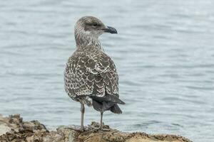 Black-backed Gull in New Zealand photo