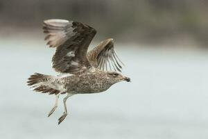 Black-backed Gull in New Zealand photo