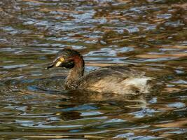 Australian Grebe in Australasia photo