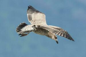 Black-backed Gull in New Zealand photo