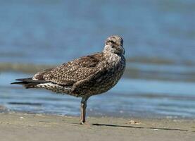 Black-backed Gull in New Zealand photo