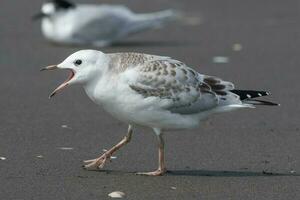 Black-billed Gull Endemic to New Zealand photo