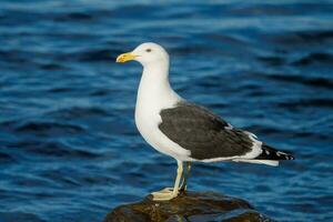 lomo negro gaviota en nuevo Zelanda foto