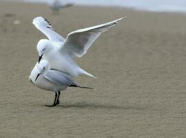 Black-billed Gull Endemic to New Zealand photo