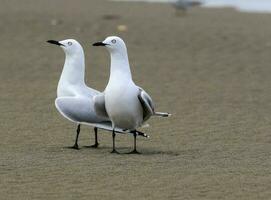 pico negro gaviota endémico a nuevo Zelanda foto