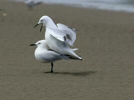 Black-billed Gull Endemic to New Zealand photo