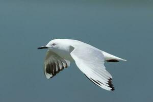 Black-billed Gull Endemic to New Zealand photo