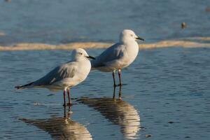 Black-billed Gull Endemic to New Zealand photo